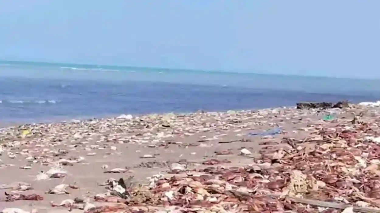 نفوق جماعي للكائنات البحرية في سواحل الحديدة بسبب تقلبات موسمية