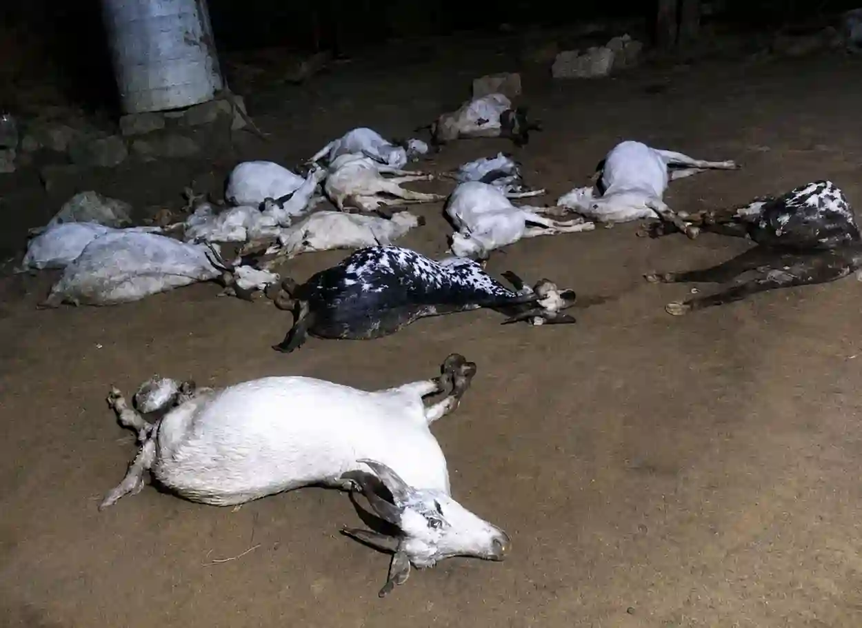 نفوق 16 رأس من الأغنام جراء صاعقة رعدية في حجة